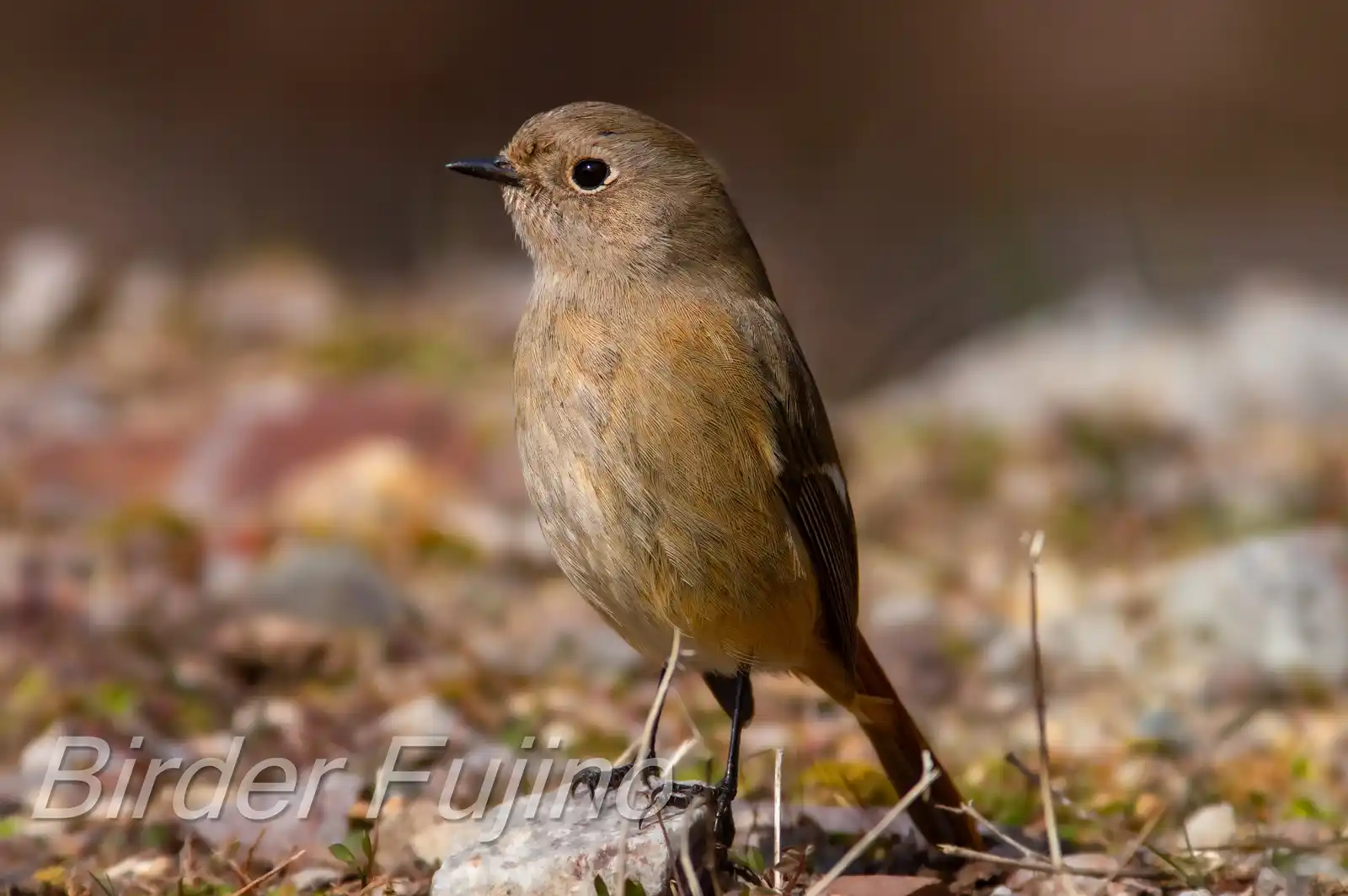 野鳥・ジョウビタキ(雄)の写真画像
