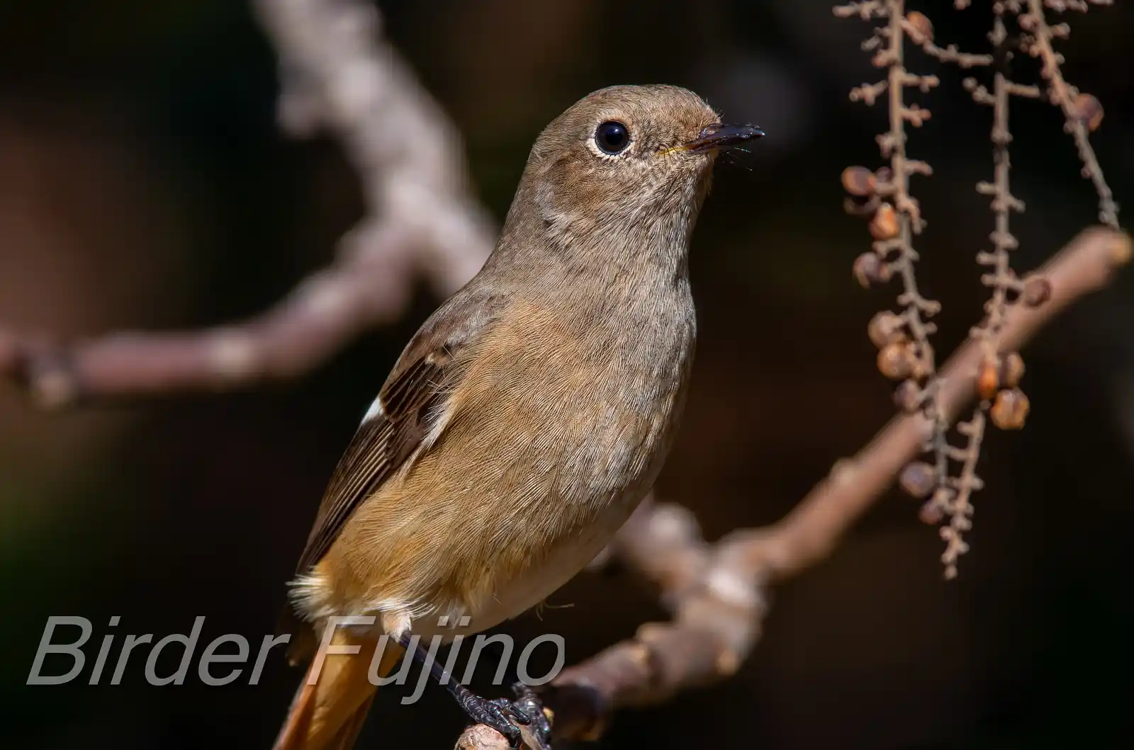 野鳥・ジョウビタキ(雄)の写真画像