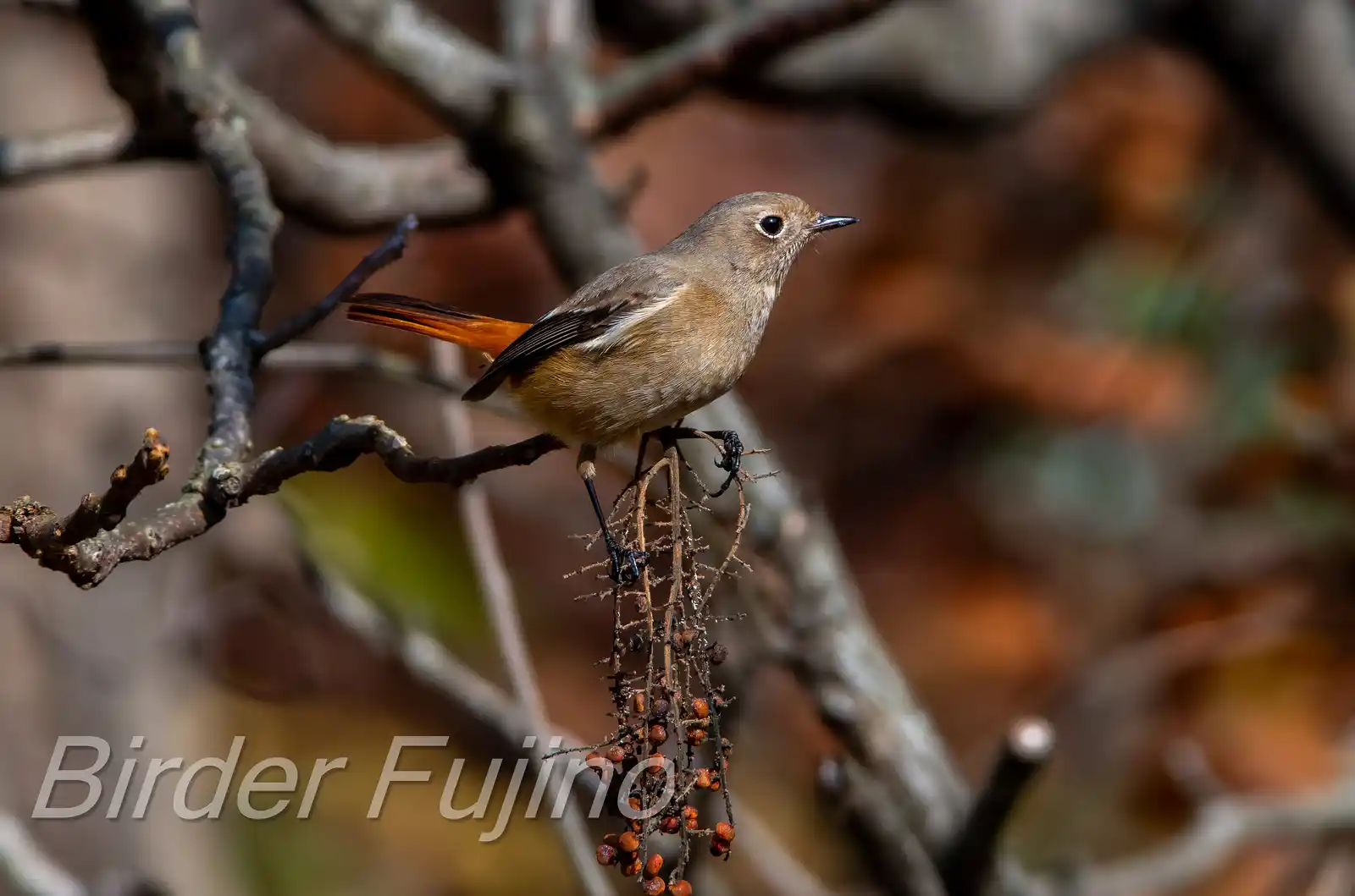 野鳥・ジョウビタキ(雄)の写真画像