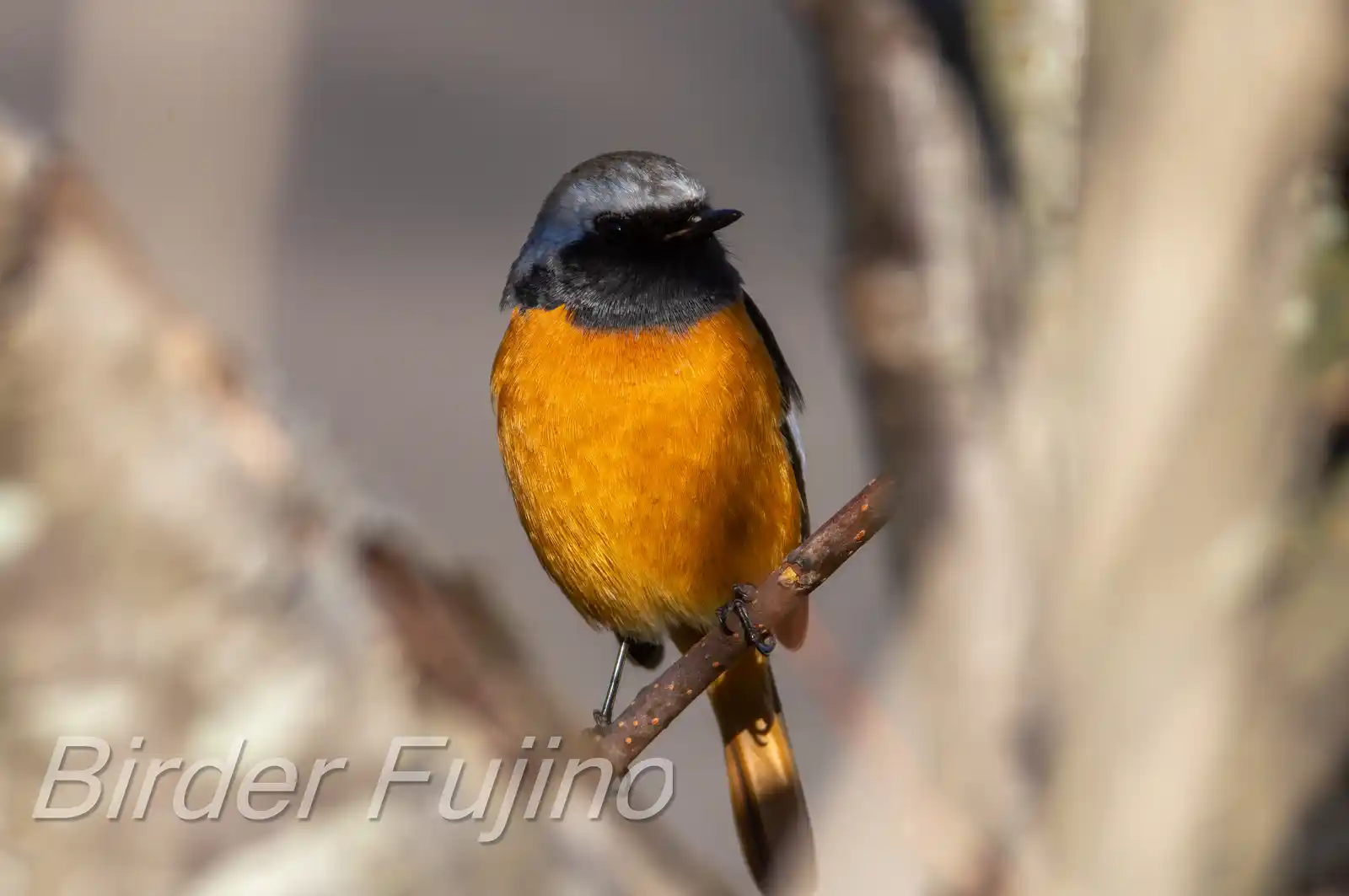 野鳥・ジョウビタキ(雄)の写真画像