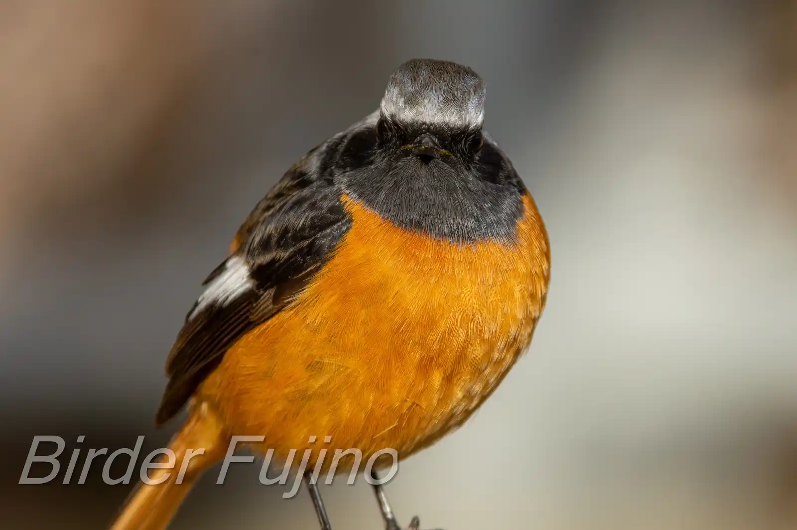 野鳥・ジョウビタキ(雄)の写真画像