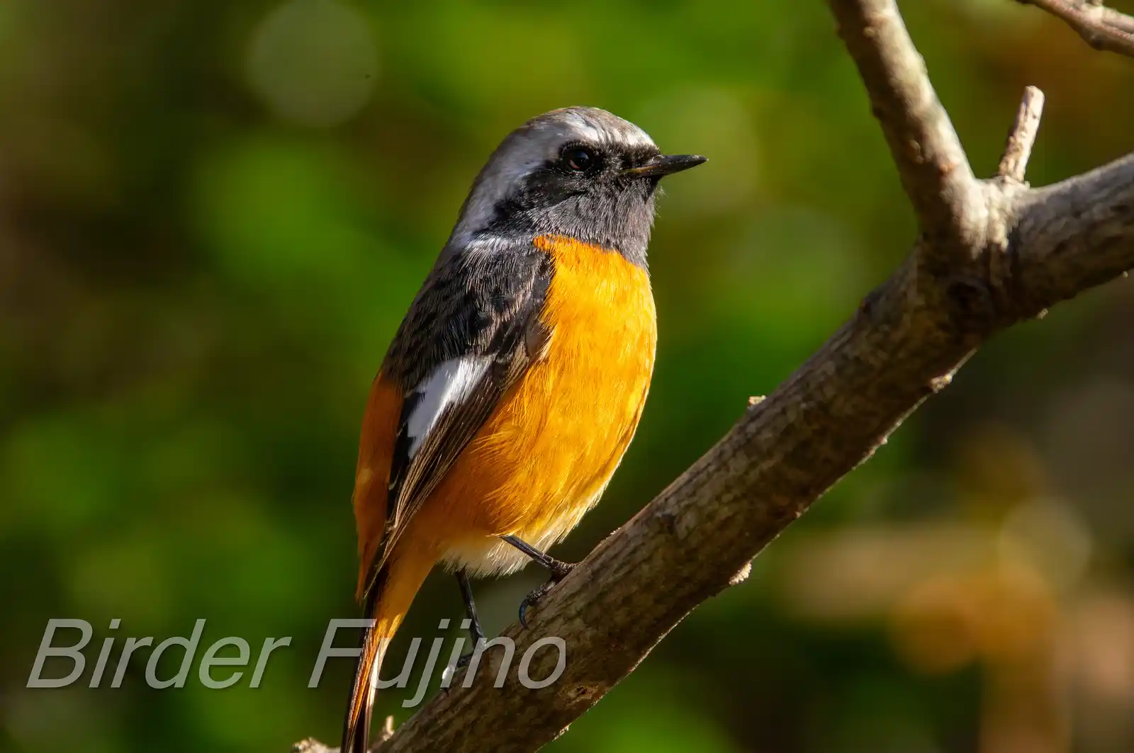 野鳥・ジョウビタキ(雄)の写真画像