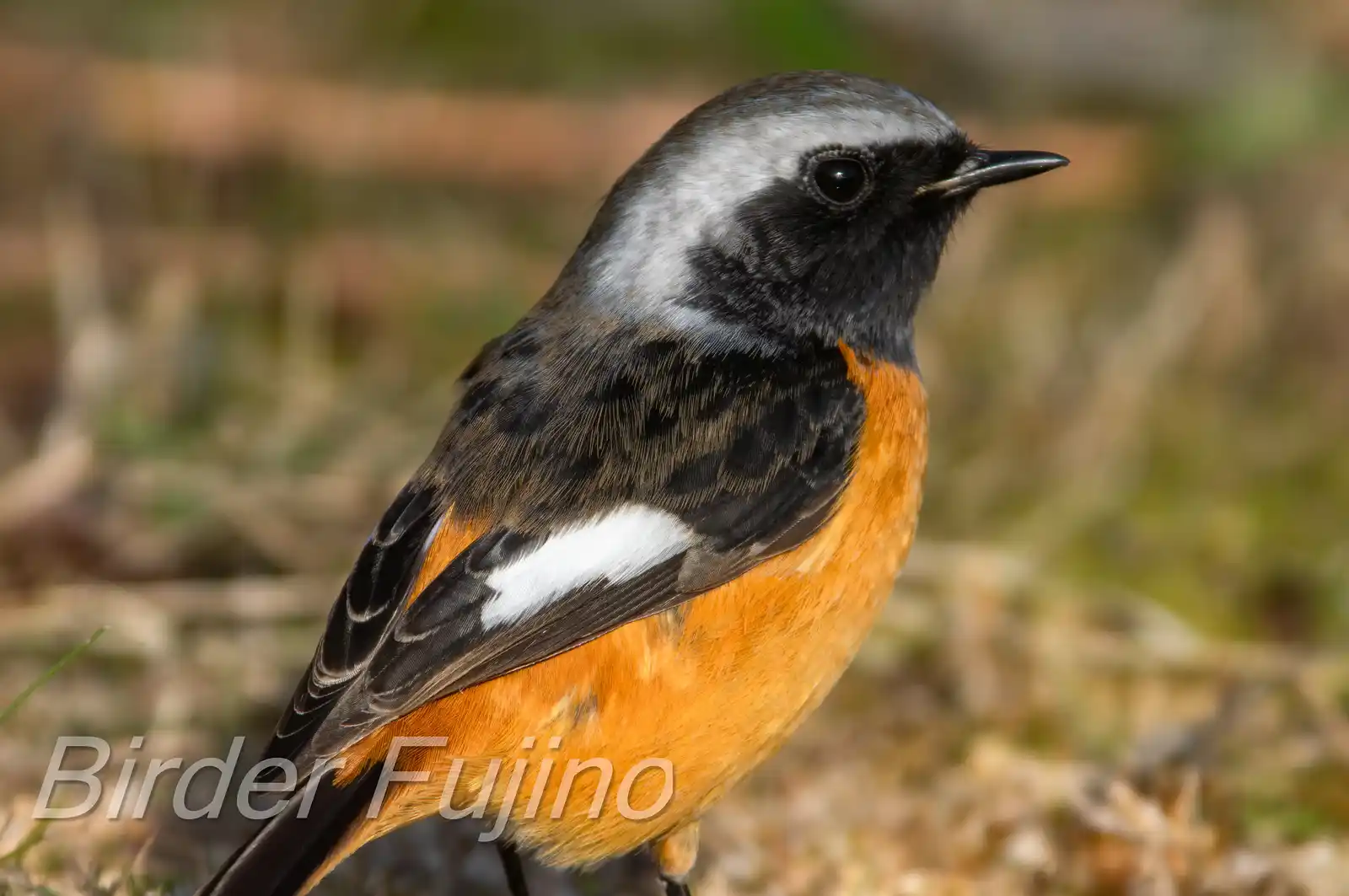 野鳥・ジョウビタキ(雄)の写真画像