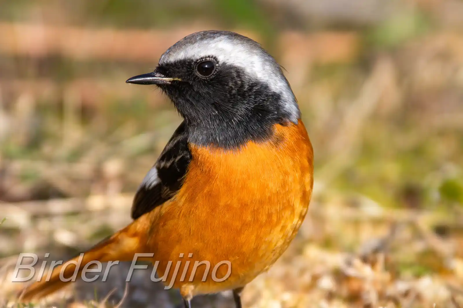 野鳥・ジョウビタキ(雄)の写真画像