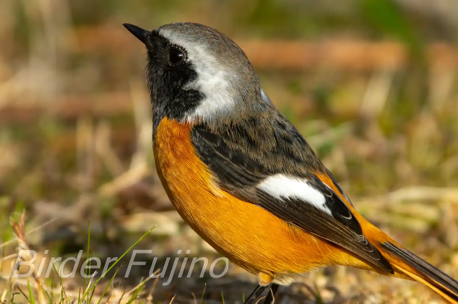 野鳥・ジョウビタキ(雄)の写真画像