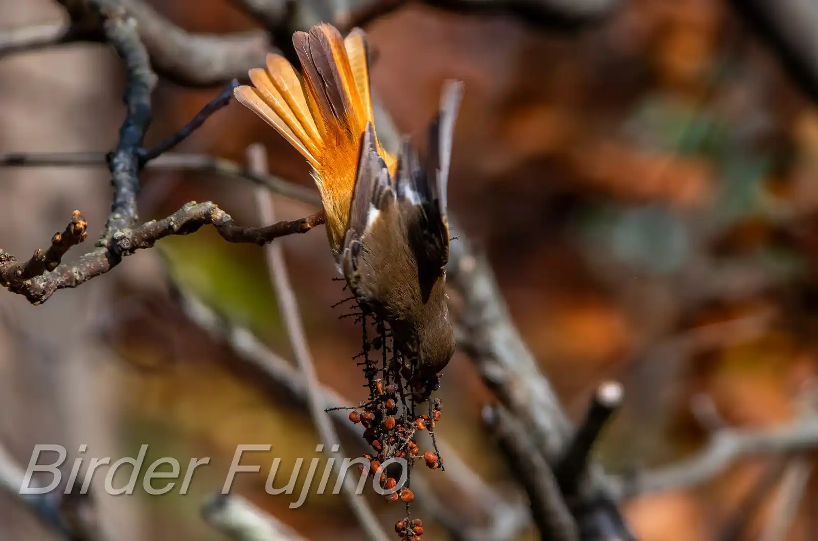 野鳥・ジョウビタキ(雄)の写真画像