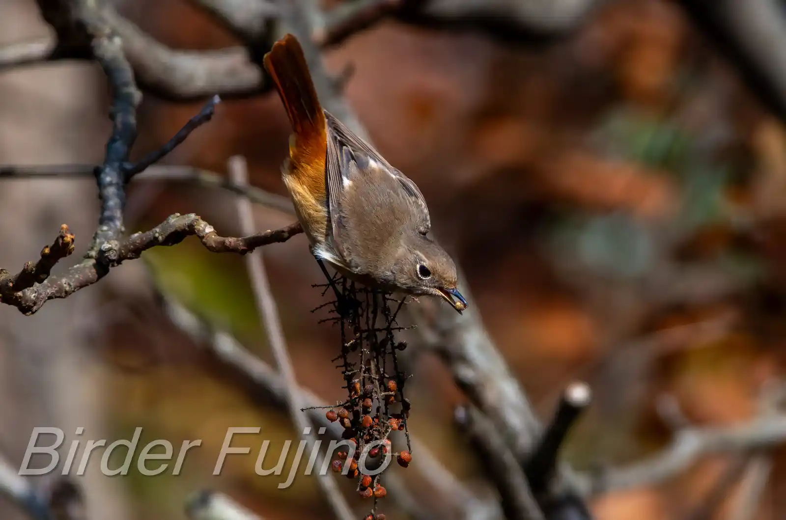 野鳥・ジョウビタキ(雄)の写真画像