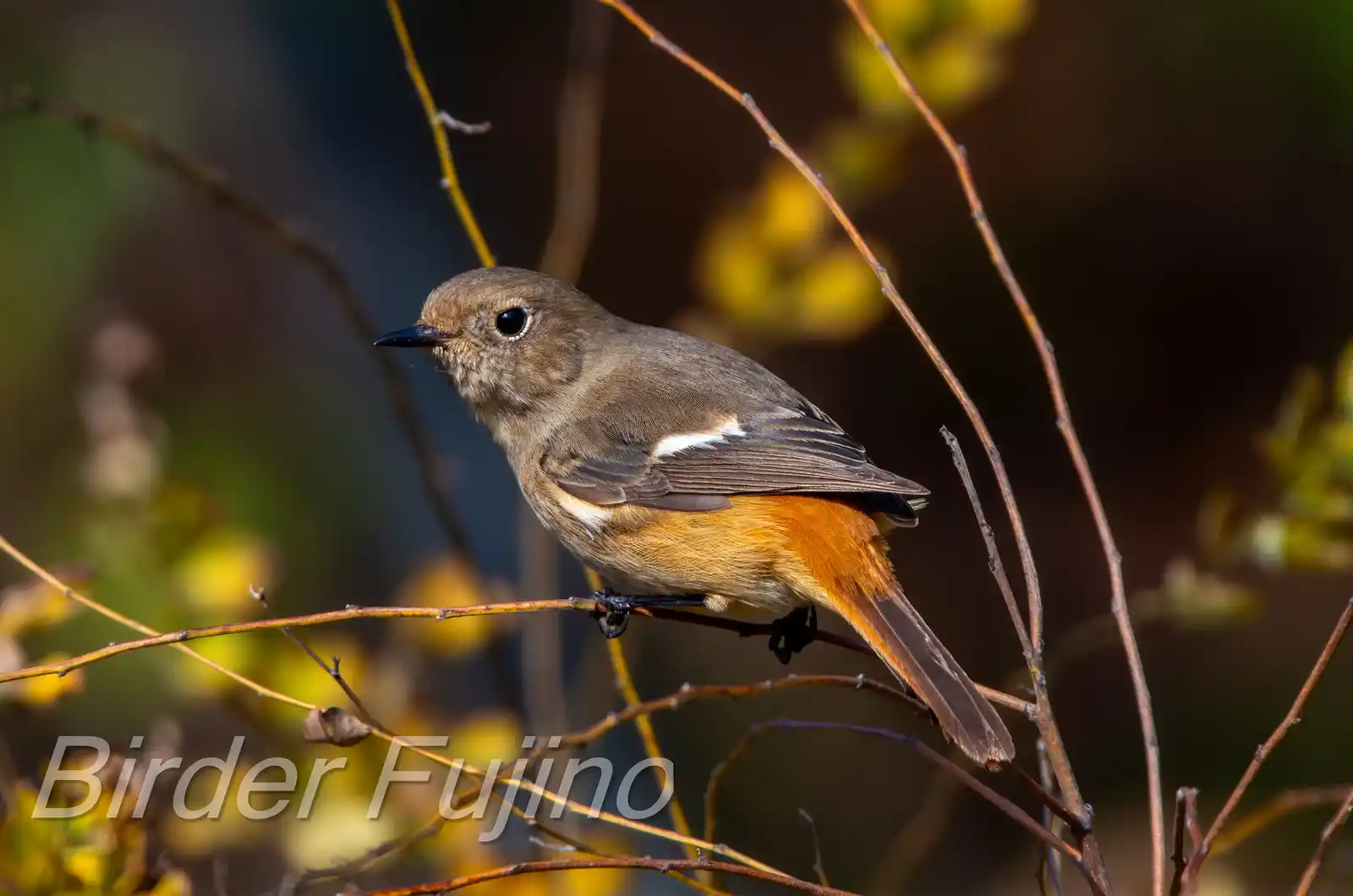 野鳥・ジョウビタキ(雄)の写真画像