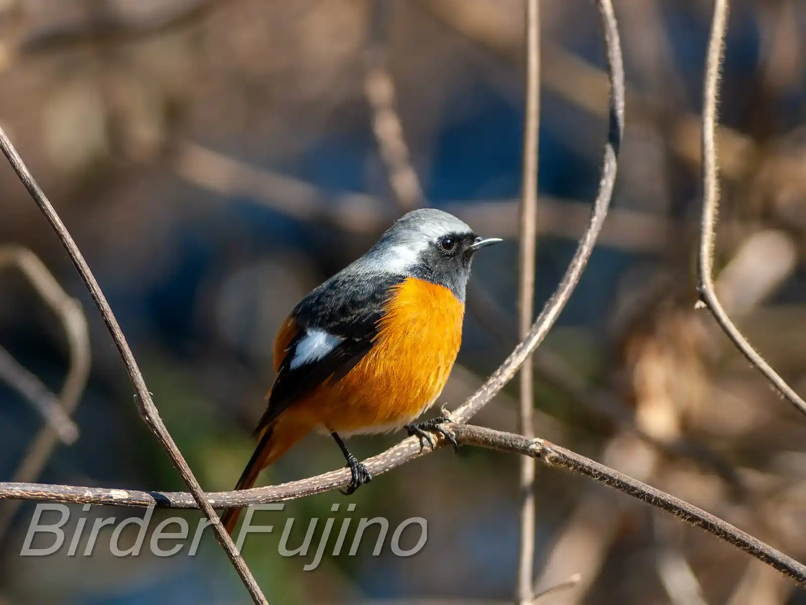 野鳥・ジョウビタキ(雄)の写真画像