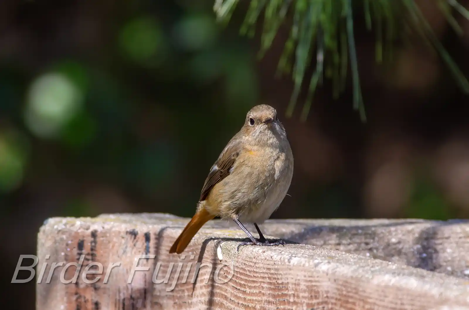 野鳥・ジョウビタキ(雄)の写真画像