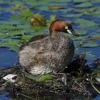 野鳥写真・カイツブリ