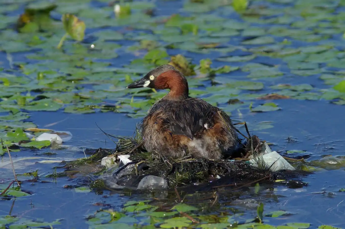 野鳥・カイツブリの写真画像