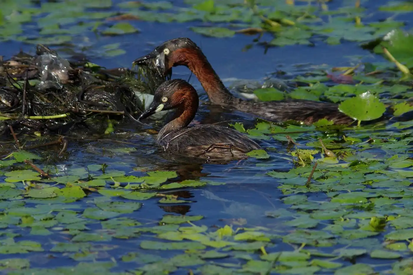 ツガイで巣を直す、野鳥・カイツブリの写真画像
