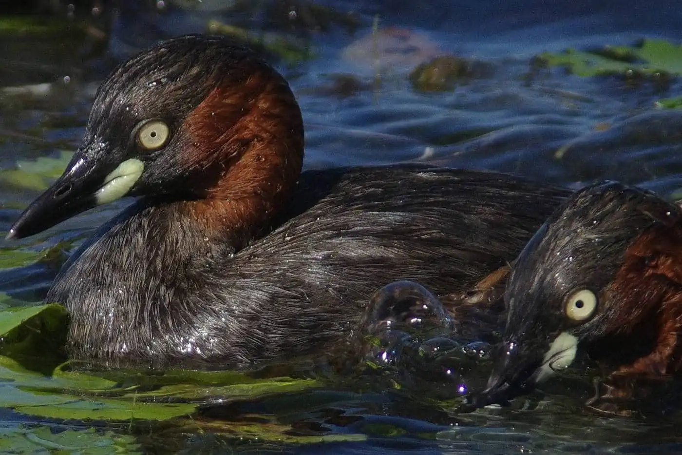 ツガイで巣を直す、野鳥・カイツブリの写真画像