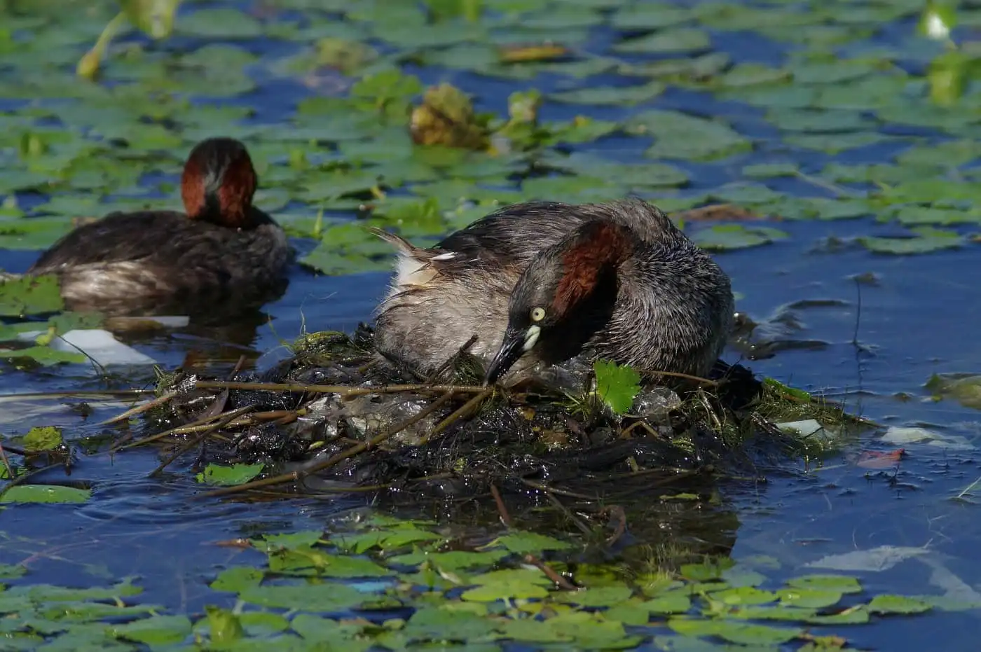 巣を整え直す、野鳥・カイツブリの写真画像