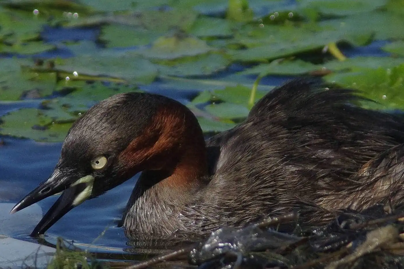 巣を整え直す、野鳥・カイツブリの写真画像