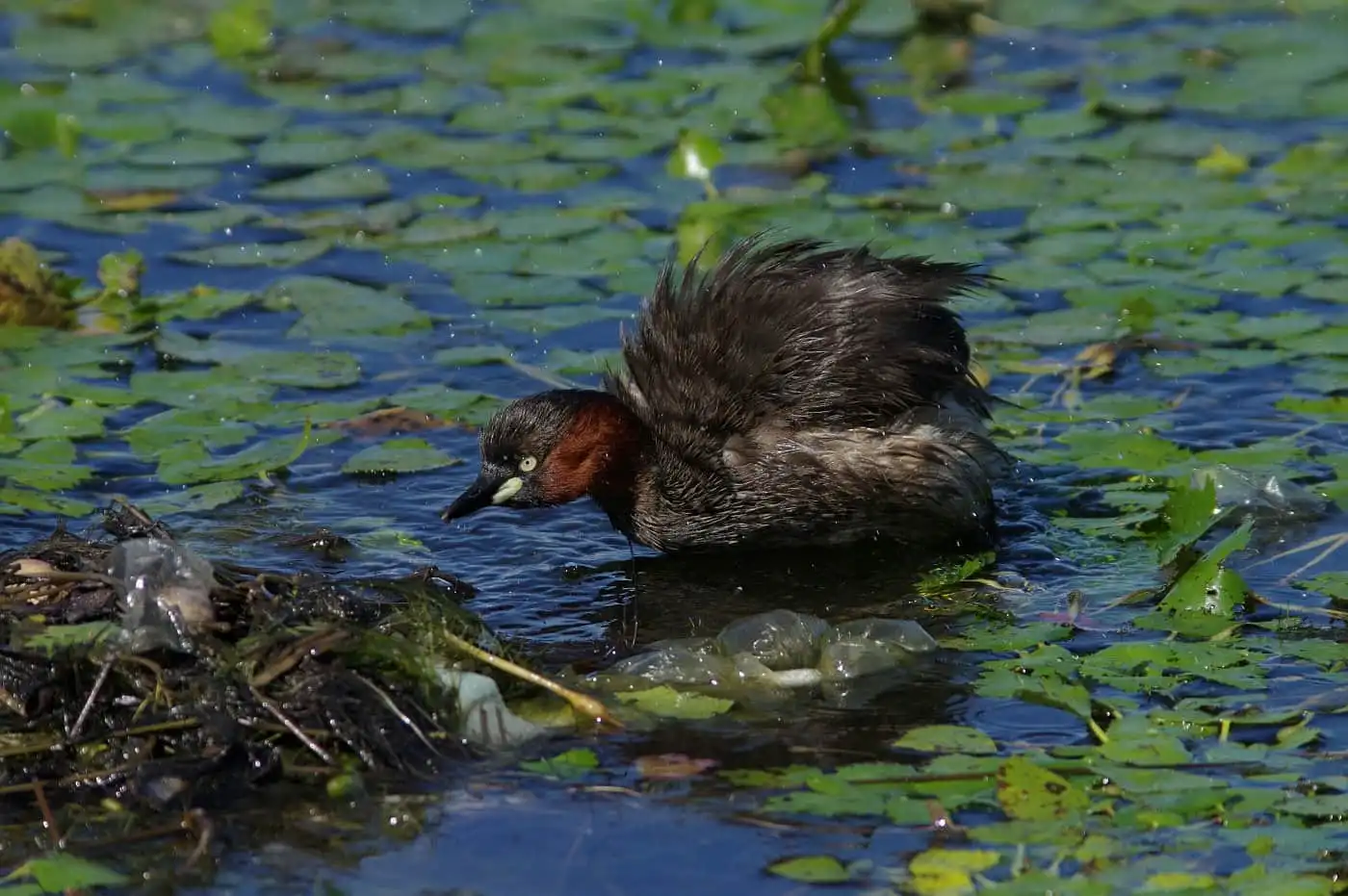 抱卵中に巣を離れた、野鳥・カイツブリの写真画像