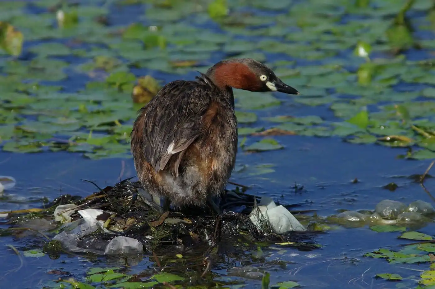 野鳥・カイツブリの写真画像