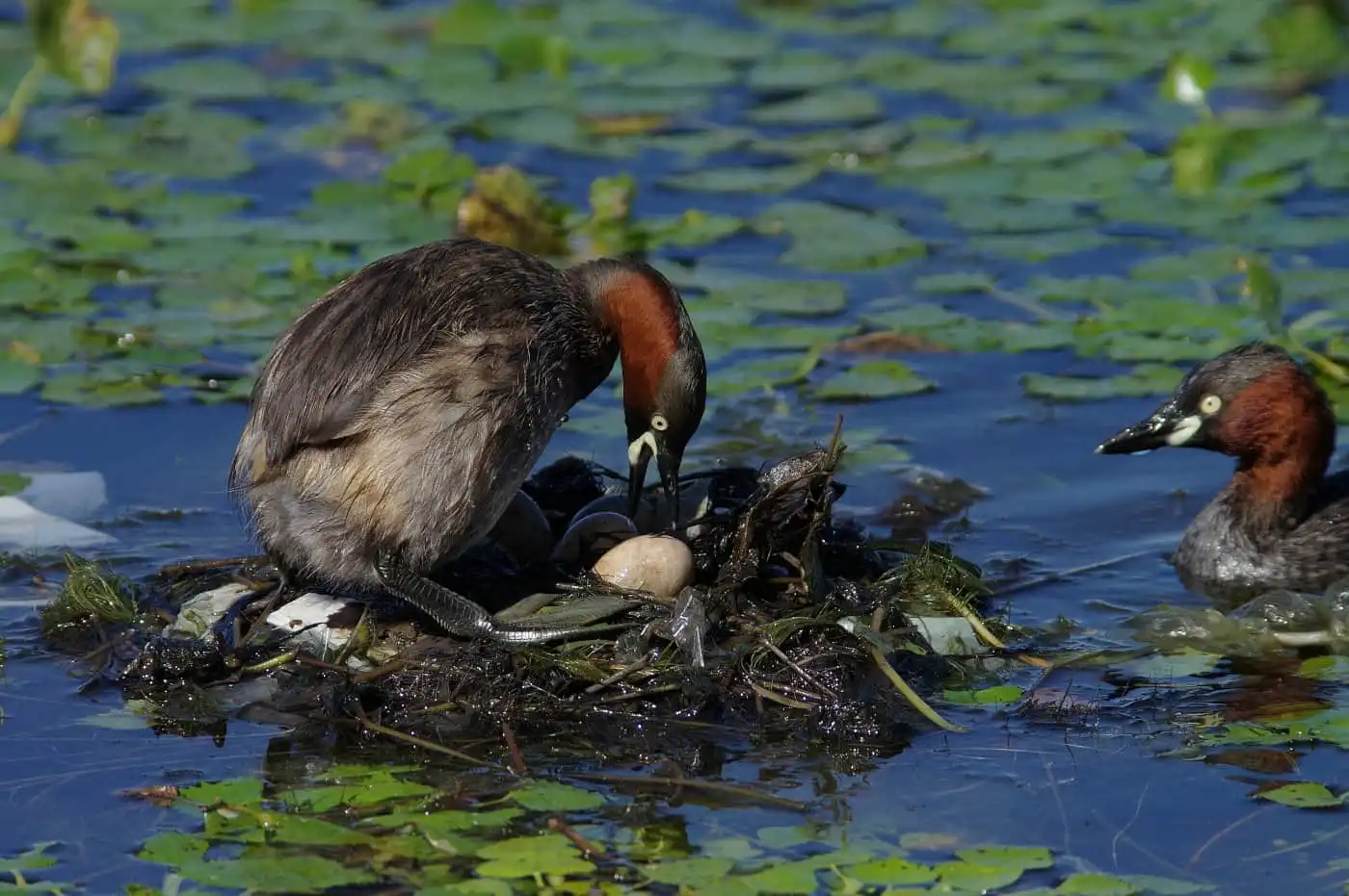 嘴で卵を動かす、野鳥・カイツブリの写真画像
