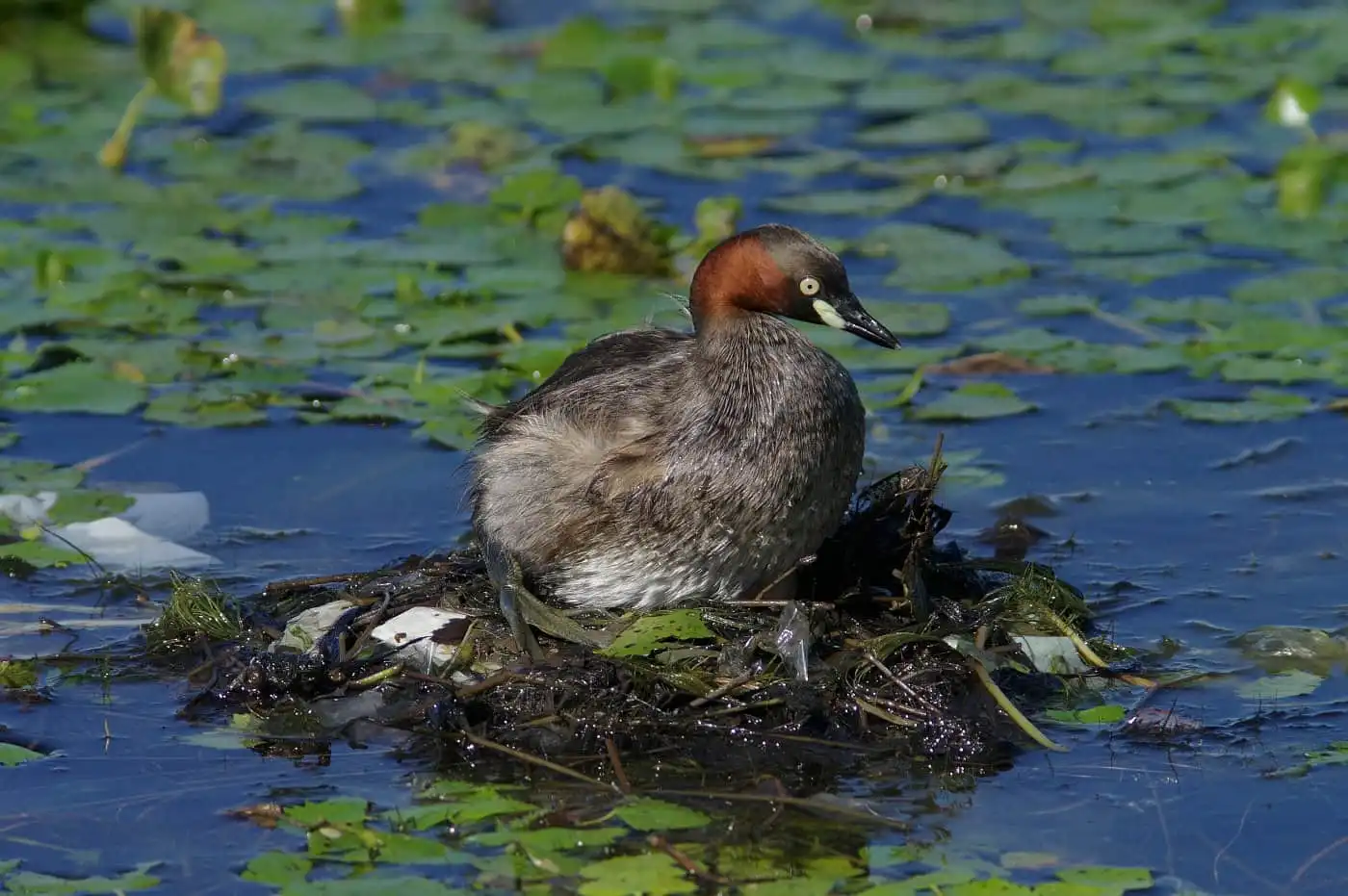 抱卵中の野鳥・カイツブリの写真画像