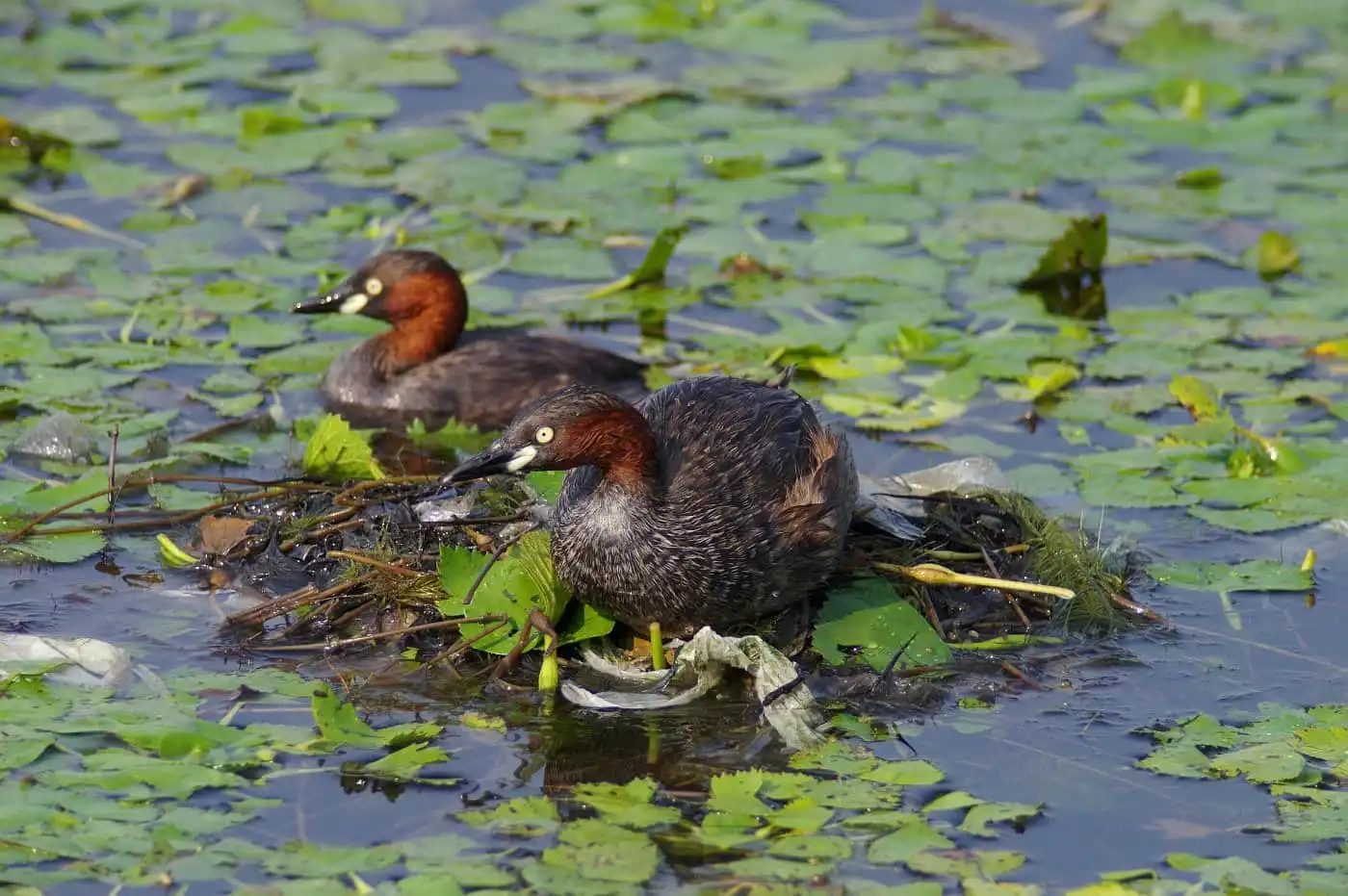 野鳥・カイツブリの写真画像
