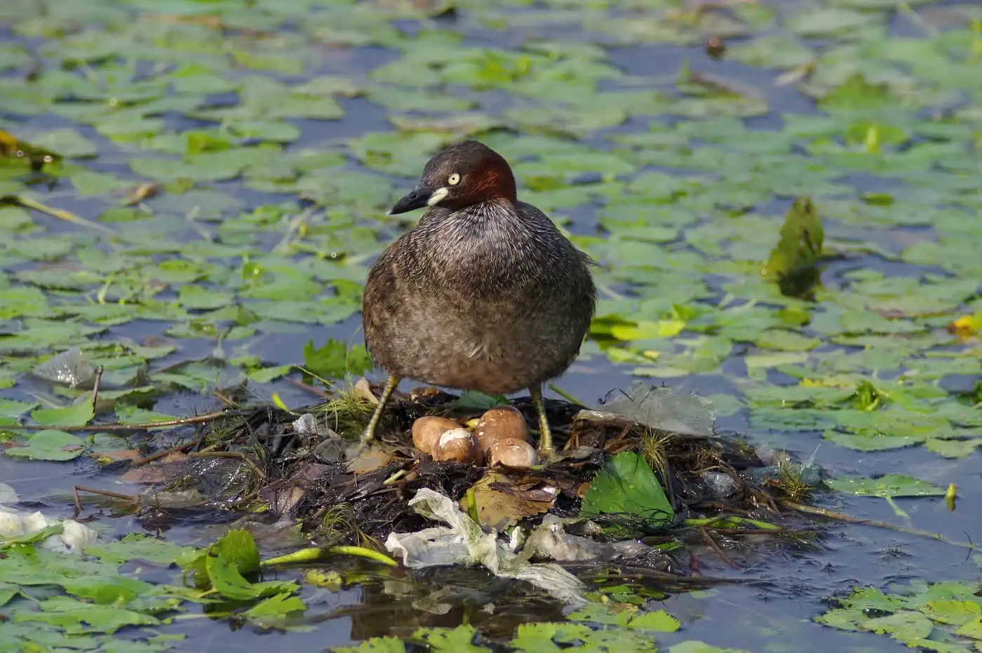 抱卵中の卵が見えた、野鳥・カイツブリの写真画像