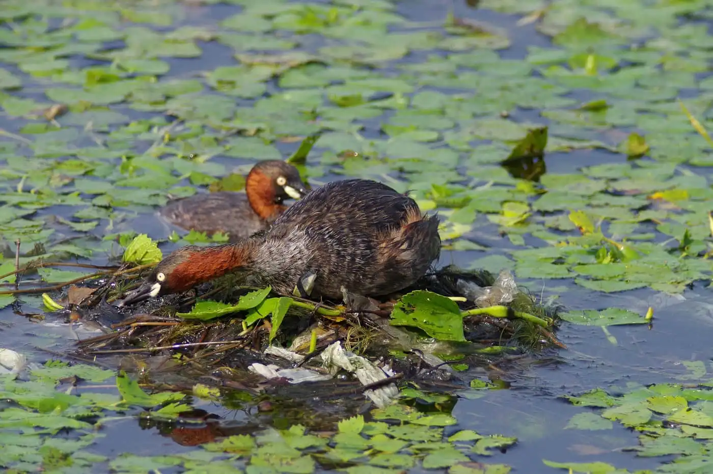 抱卵中の野鳥・カイツブリの写真画像
