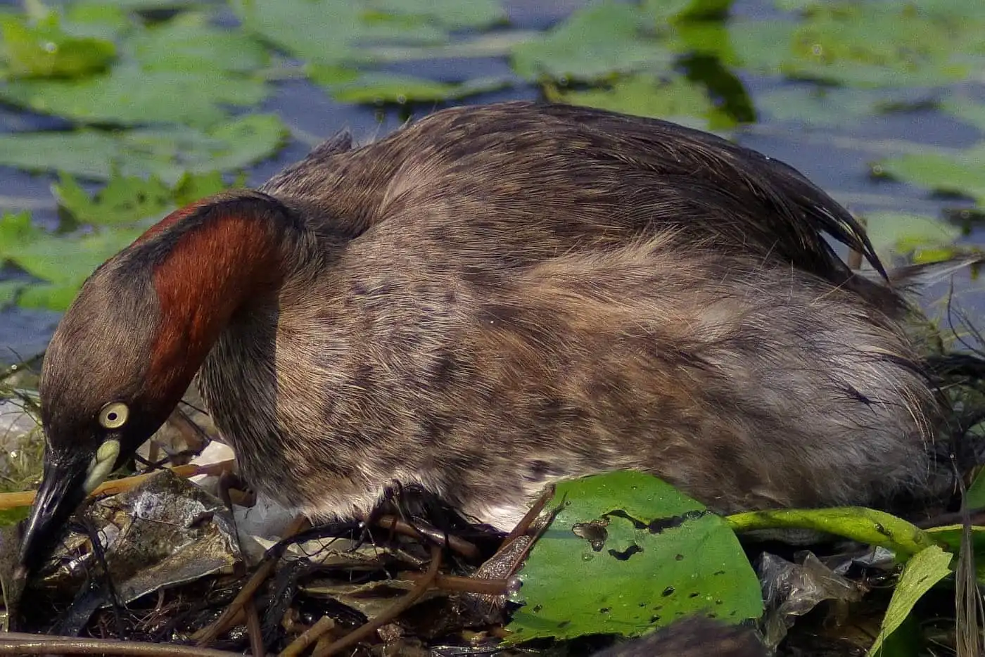 抱卵中の野鳥・カイツブリの写真画像