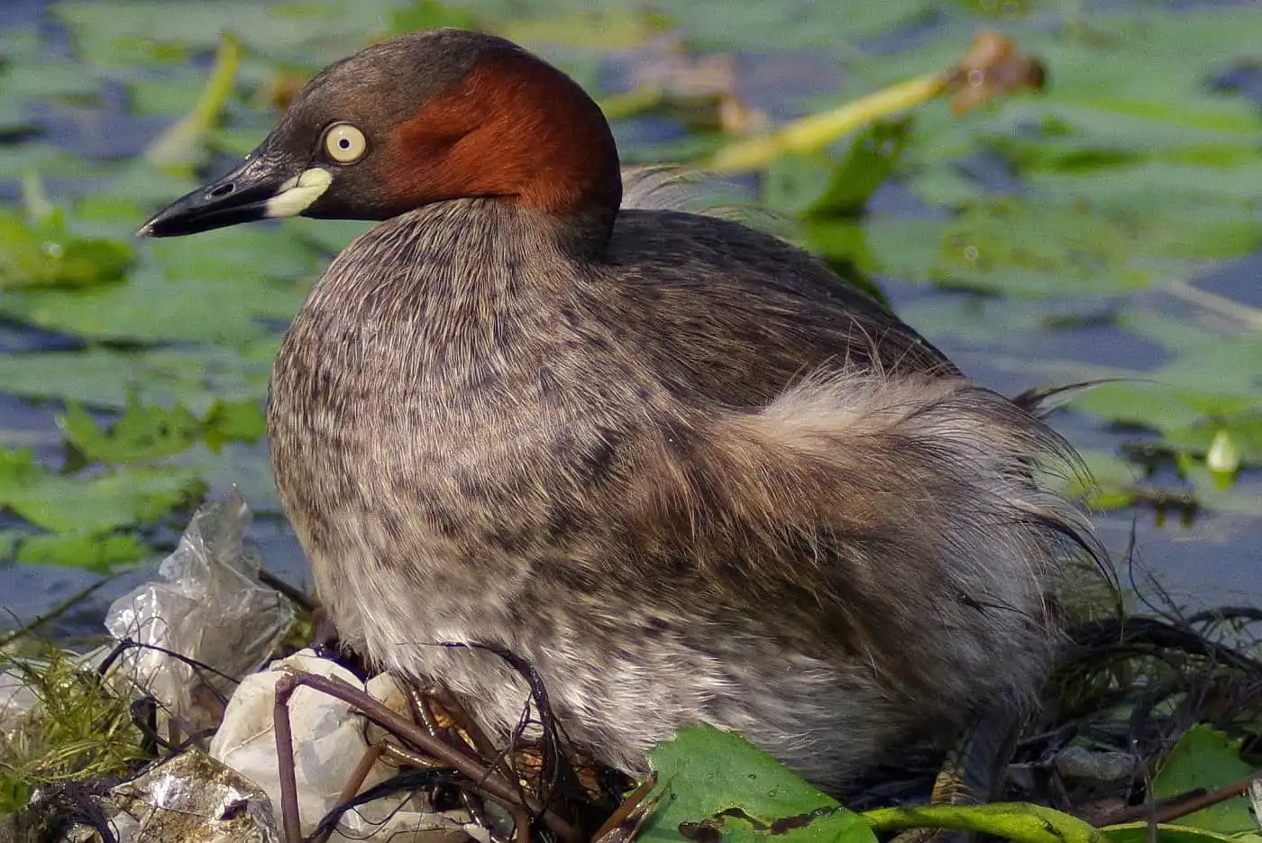 抱卵中の野鳥・カイツブリの写真画像