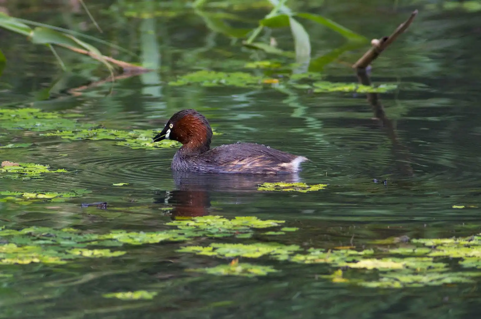 抱卵中の野鳥・カイツブリの写真画像