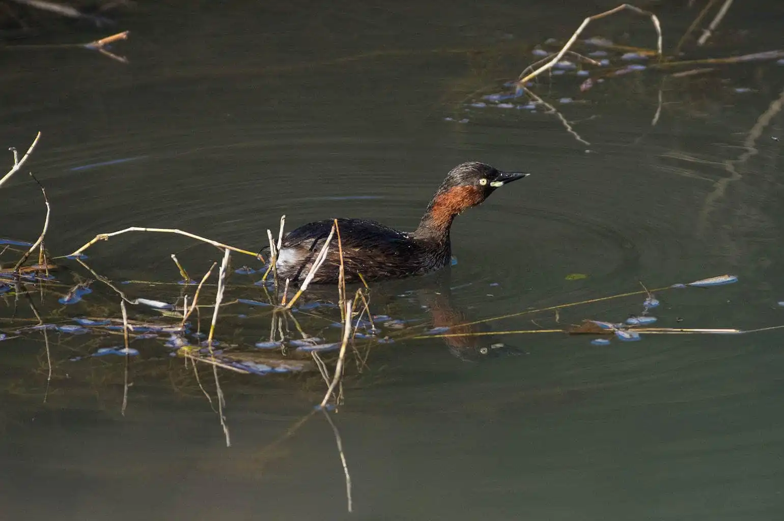 抱卵中の野鳥・カイツブリの写真画像