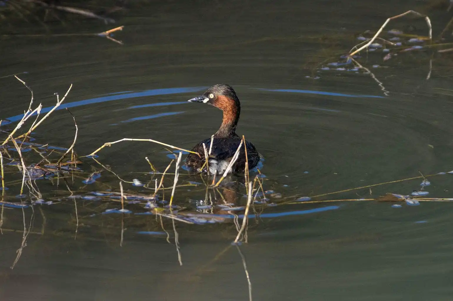 抱卵中の野鳥・カイツブリの写真画像