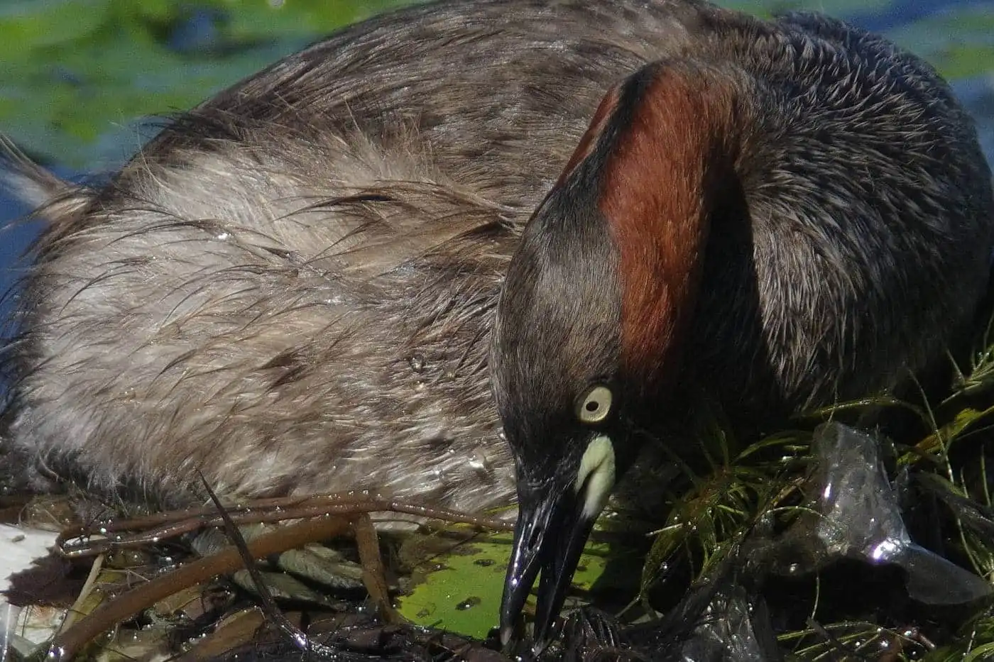 巣を整え直す、野鳥・カイツブリの写真画像