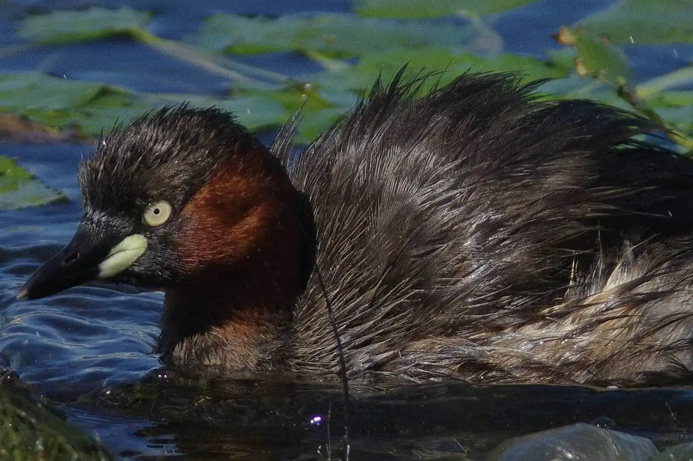 巣を整え直す、野鳥・カイツブリの写真画像