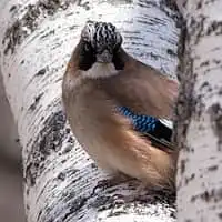 野鳥写真・カケス