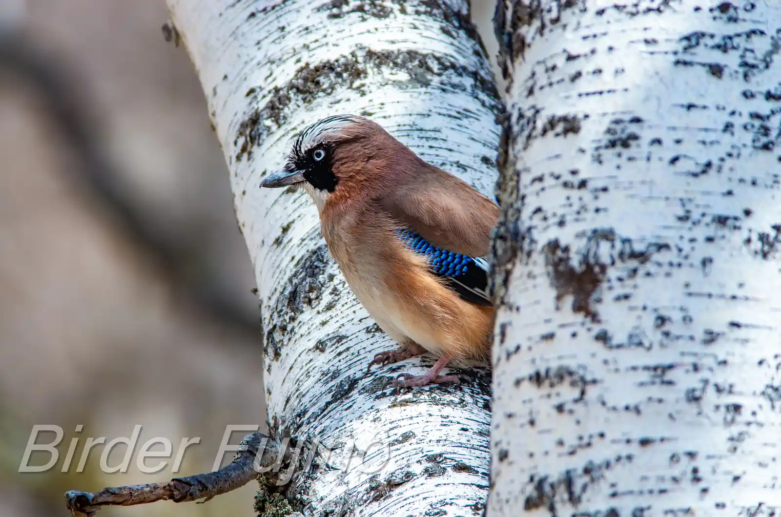 野鳥写真・カケスの写真