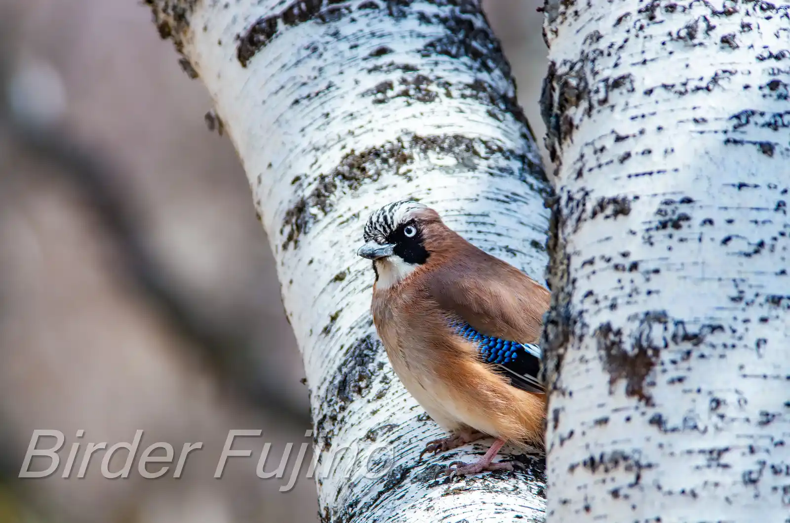 野鳥写真・カケスの写真