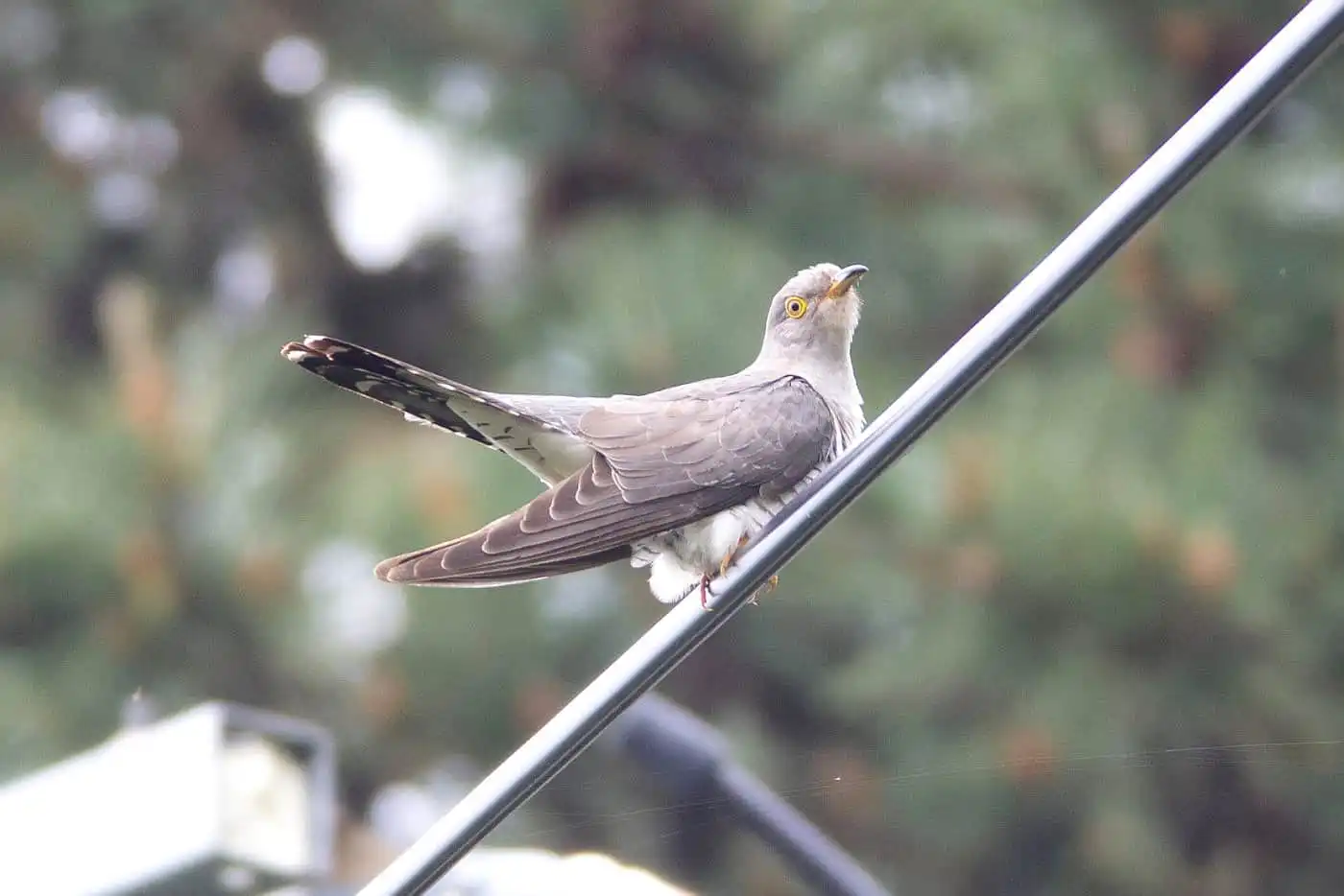 野鳥写真・カッコウの写真