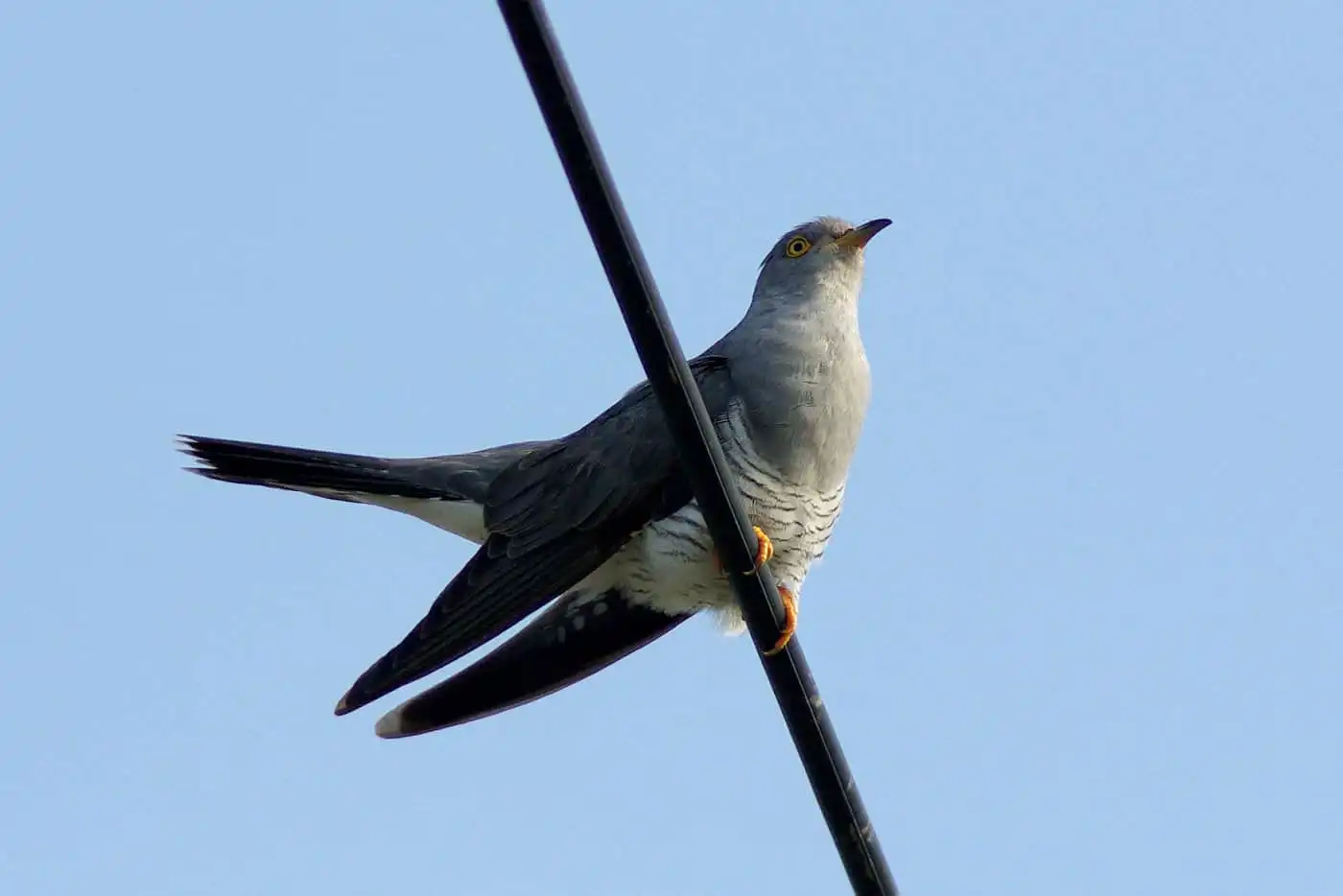 野鳥写真・カッコウの写真