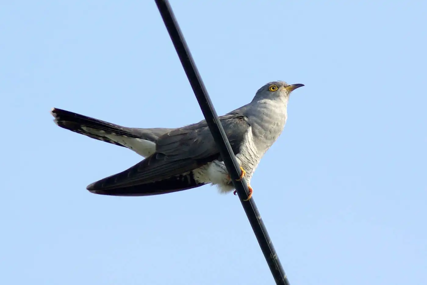 野鳥写真・カッコウの写真