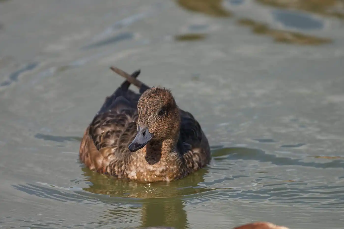 野鳥写真・カモの写真
