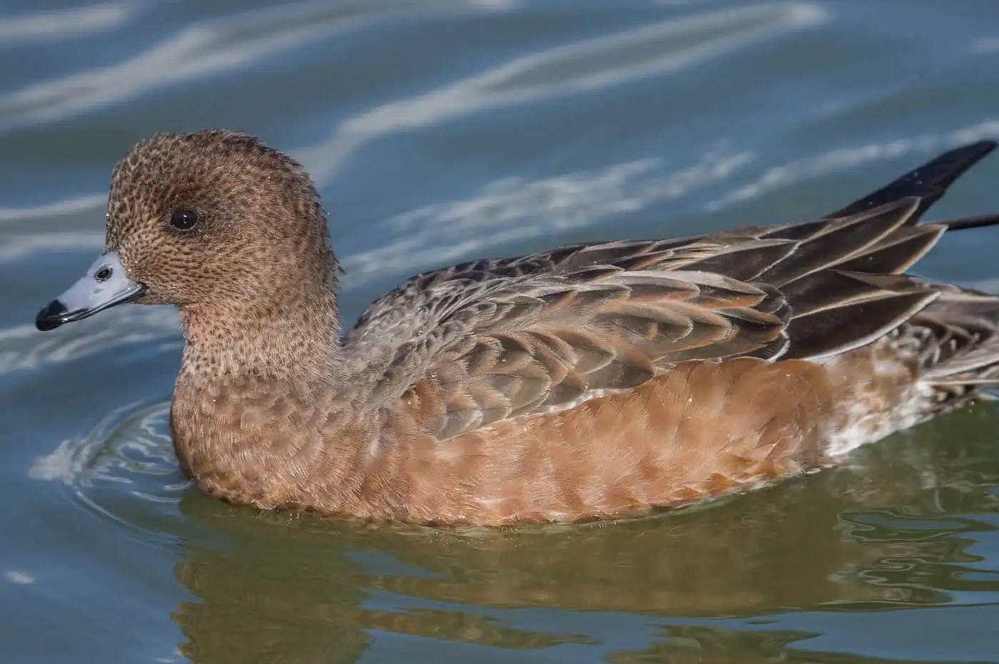 野鳥写真・カモの写真