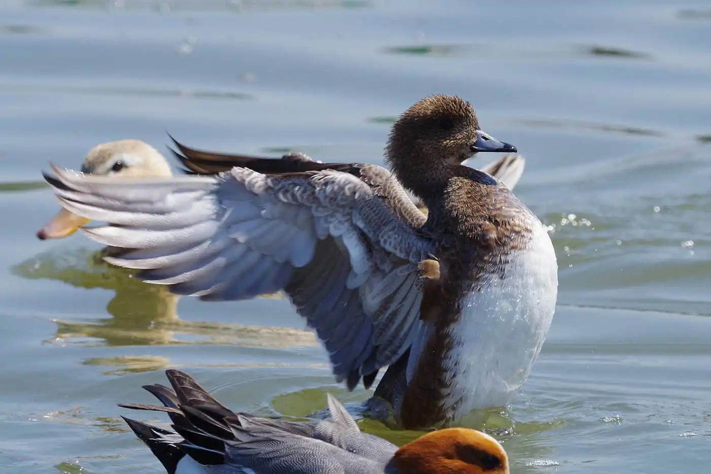 野鳥写真・カモの写真