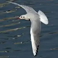 野鳥写真・カモメ、ウミネコ