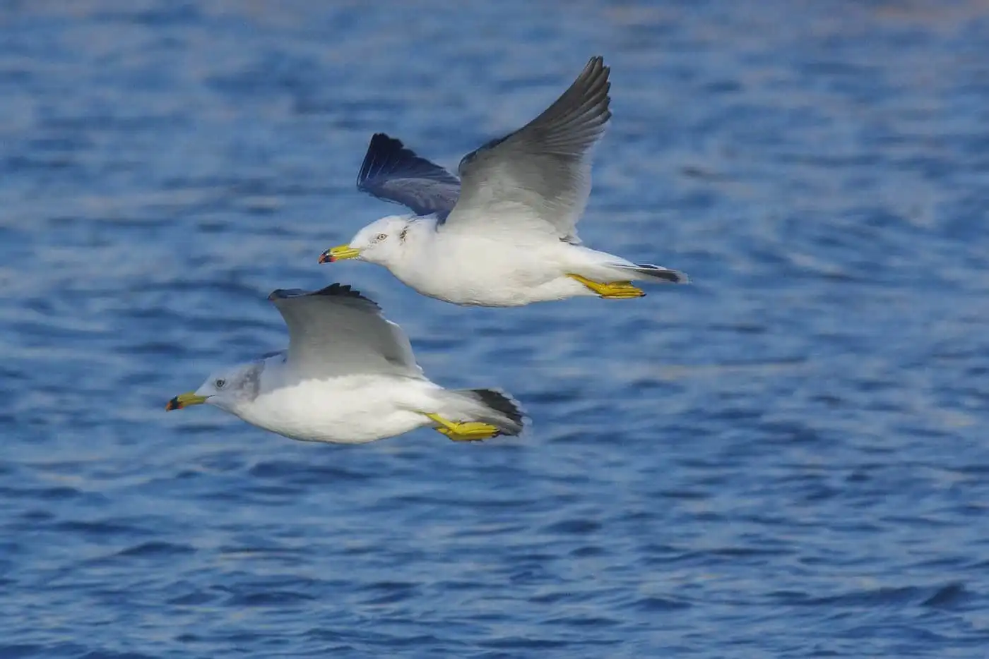 野鳥写真・カモメ、ウミネコの写真