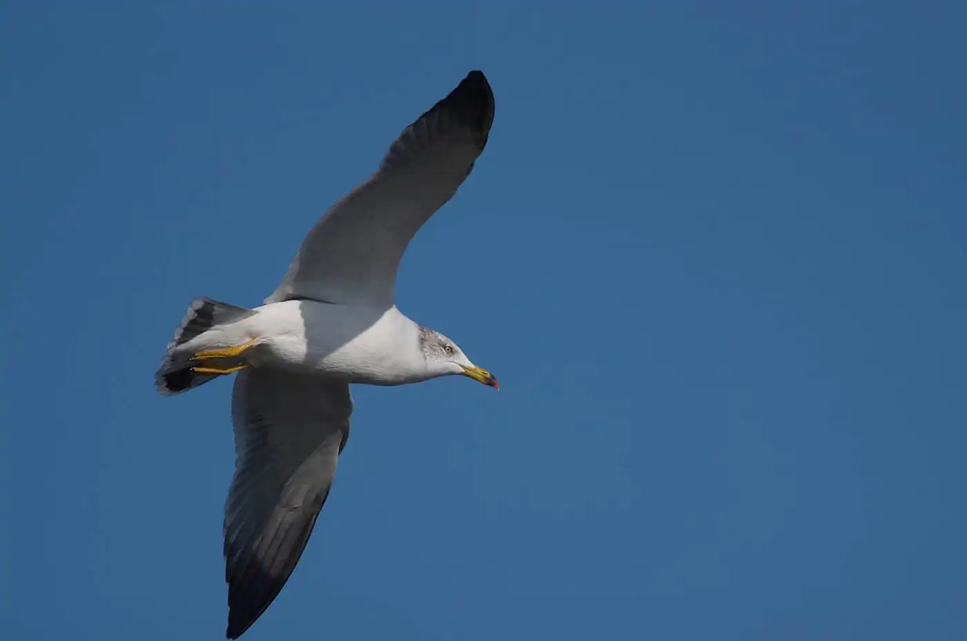 野鳥写真・カモメ、ウミネコの写真