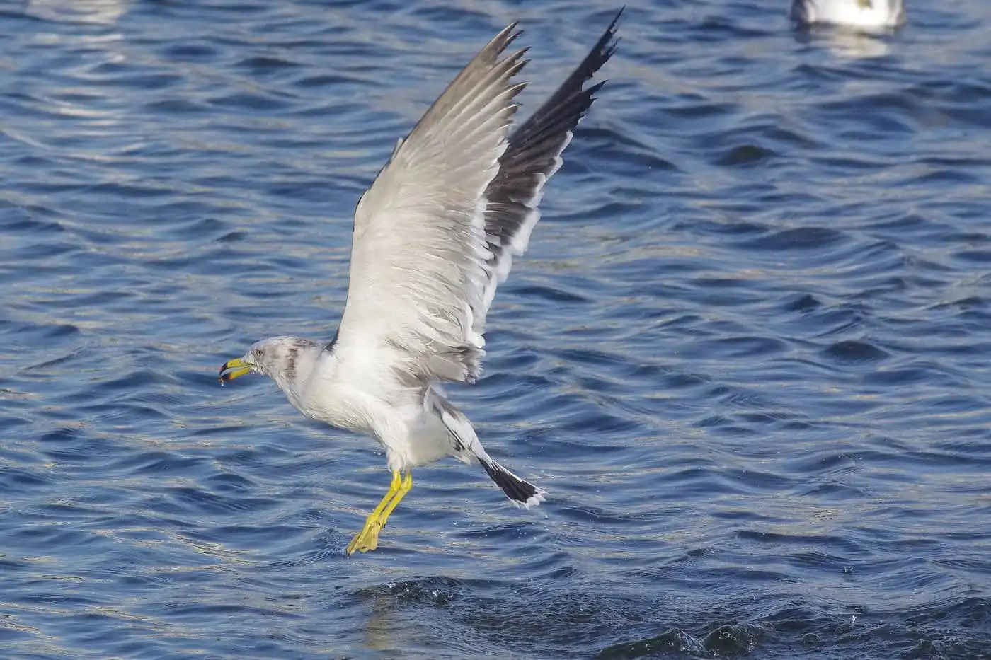 野鳥写真・カモメ、ウミネコの写真