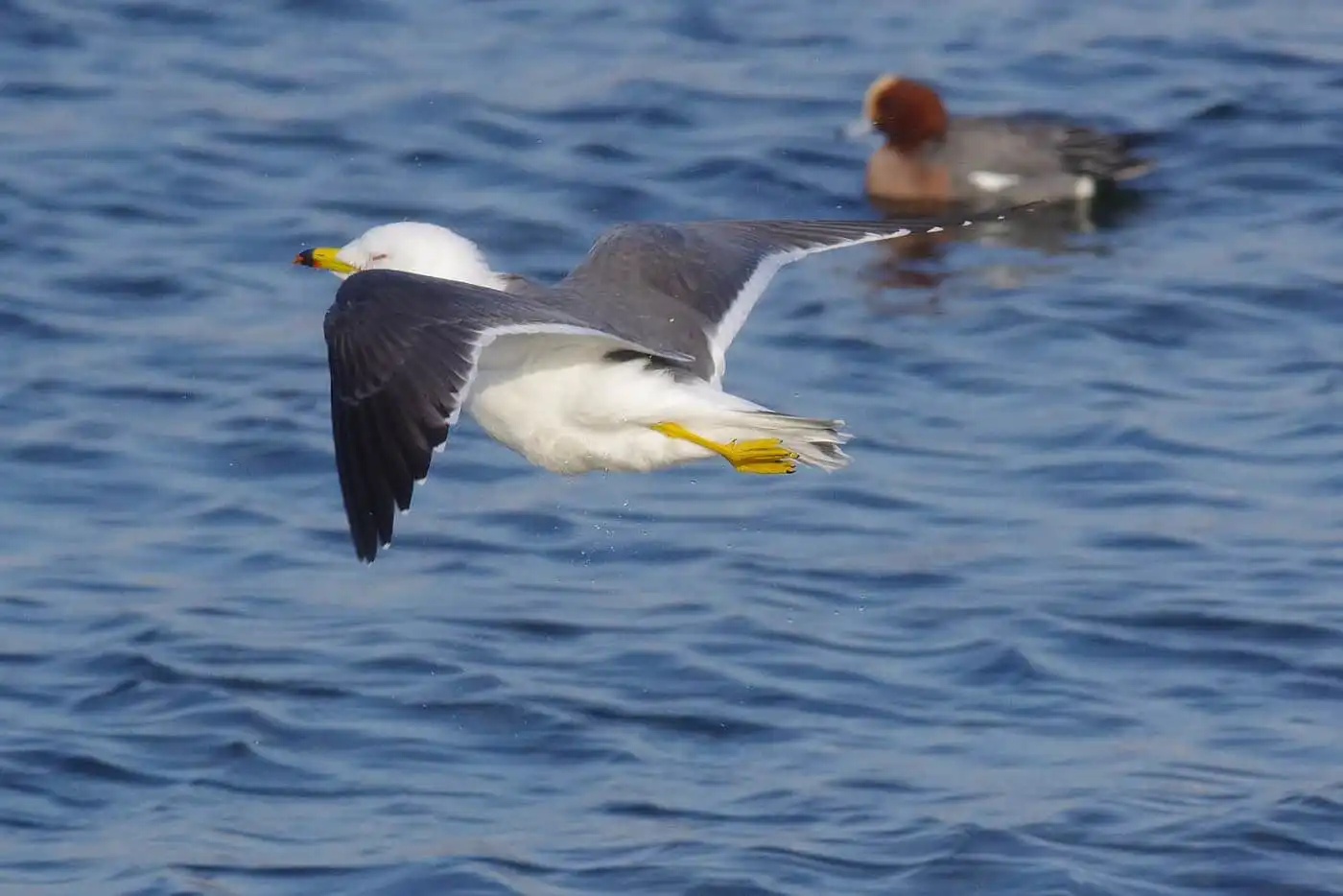 野鳥写真・カモメ、ウミネコの写真