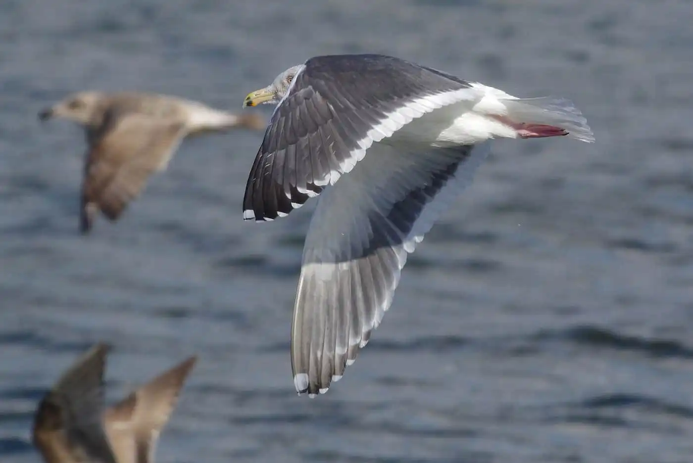 野鳥写真・カモメ、ウミネコの写真