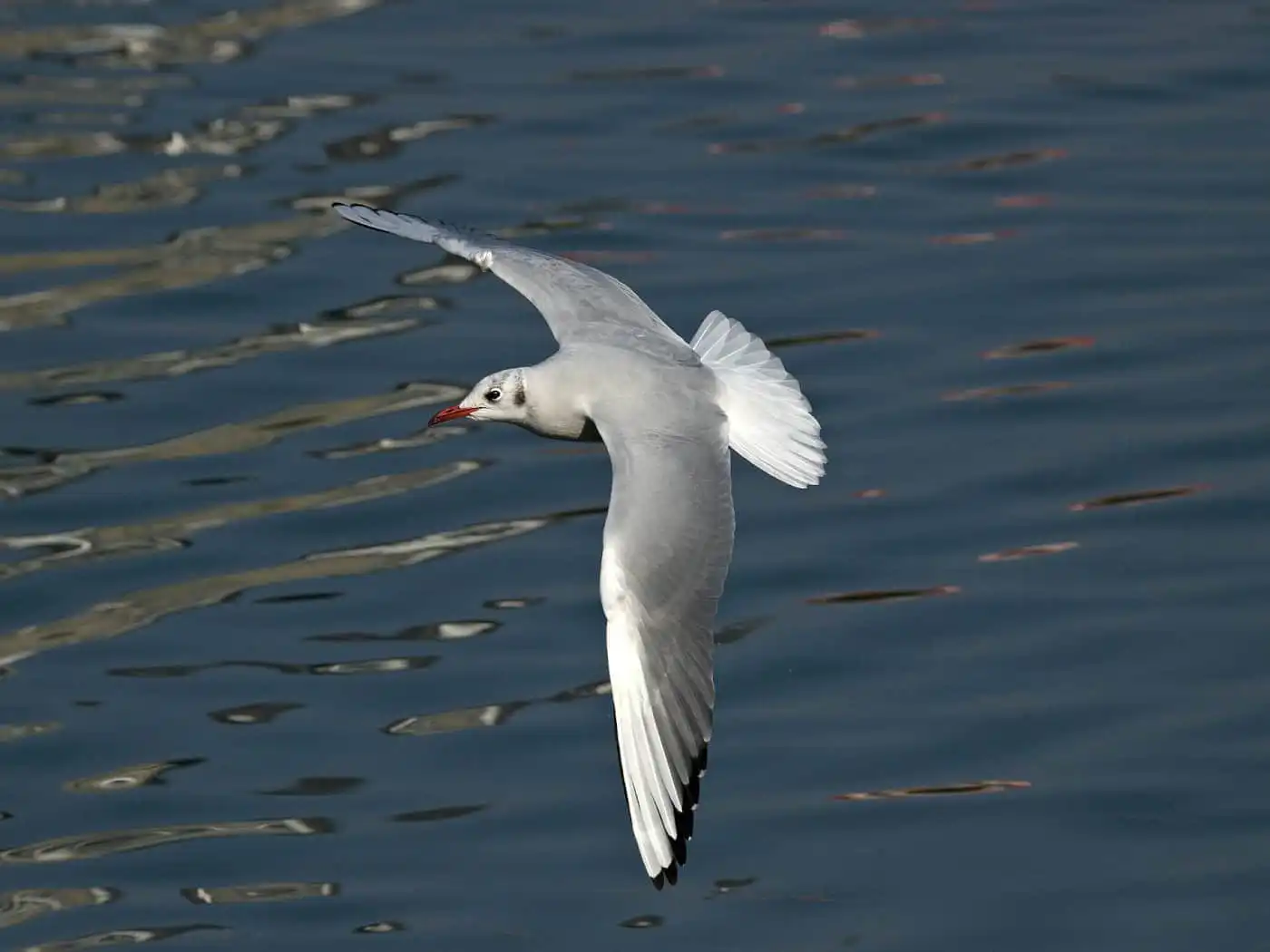 野鳥写真・カモメ、ウミネコの写真